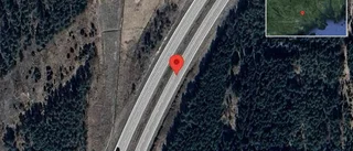 Rådjur på fel sida av viltstängslet på E4