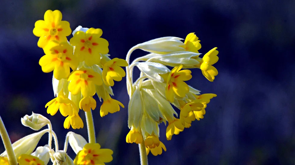 Blommande gullvivor.
