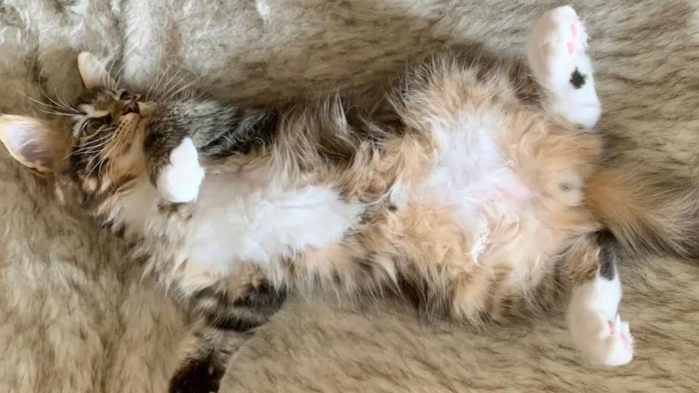 Klippte inte katten. Nu väntar böter för ägaren. (Katten på bilden är en annan)