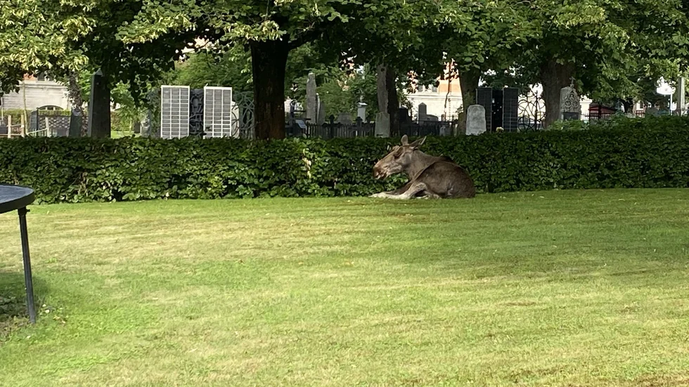 Här vilar älgen på kyrkogården.