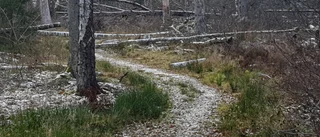Varför gör Flens kommun inget åt Brogetorpsskogen?