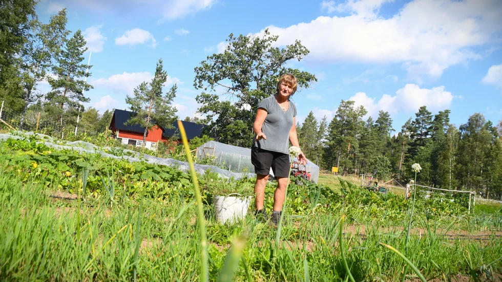 Inger Niss hade planer på att bli lantbrukare. Hon blev ingenjör och har jobbat med energi och elnät. Nu har hon bytt spår och blivit grönsaksodlare med 3500 kvadratmeter mark nära Broddebo.