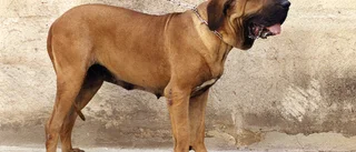 Nämnd kräver färre djur på kennel för vakthundar