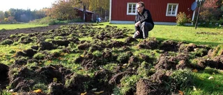 Vildsvin förstörde gräsmattan - två gånger om