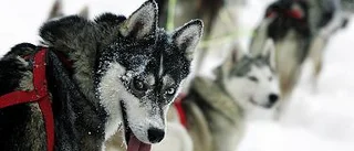 Jokkmokk/ Hikkos slutsamma hundgöra
