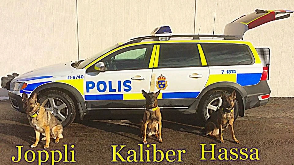 SKYDD. Här är polishundarna som nu får nya uppgifter – att skydda de som lever under hotbilder.