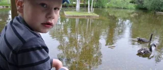 Svanparken flyttas till Sjöparken
