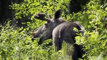 Älgarnas smaskande orsakar stora skador i de norrbottniska skogarna.