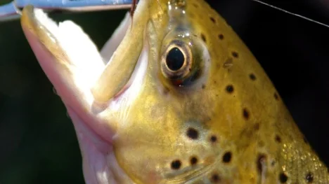 En sÃ¥ kallad peang - en tÃ¥ng - Ã¤r ett viktigt instrument nÃ¤r fisk ska slÃ¤ppas tillbaka.