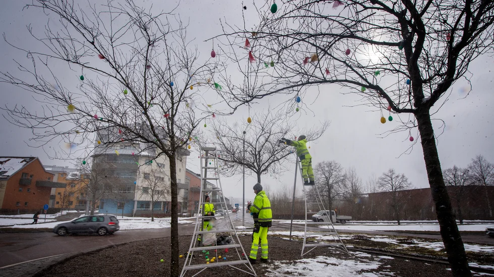 Parkavdelningen i Nyköpings kommun påskpyntar i rondellen vid Svandammen, Nyköpings hus.