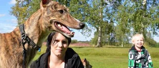 Greyhound - en passion för livet