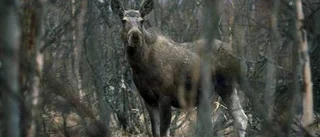 Präst välsignar älgarna inför jakten
