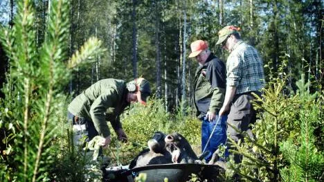 Jan Noberius, Lennart Johansson och Bosse Hedemalm hjälps åt att fästa fast den fällda älgen. Inälvor och hjärta är redan uttömda och älgen beräknas väga kring 200 kg.FOTO: Maria Ekman