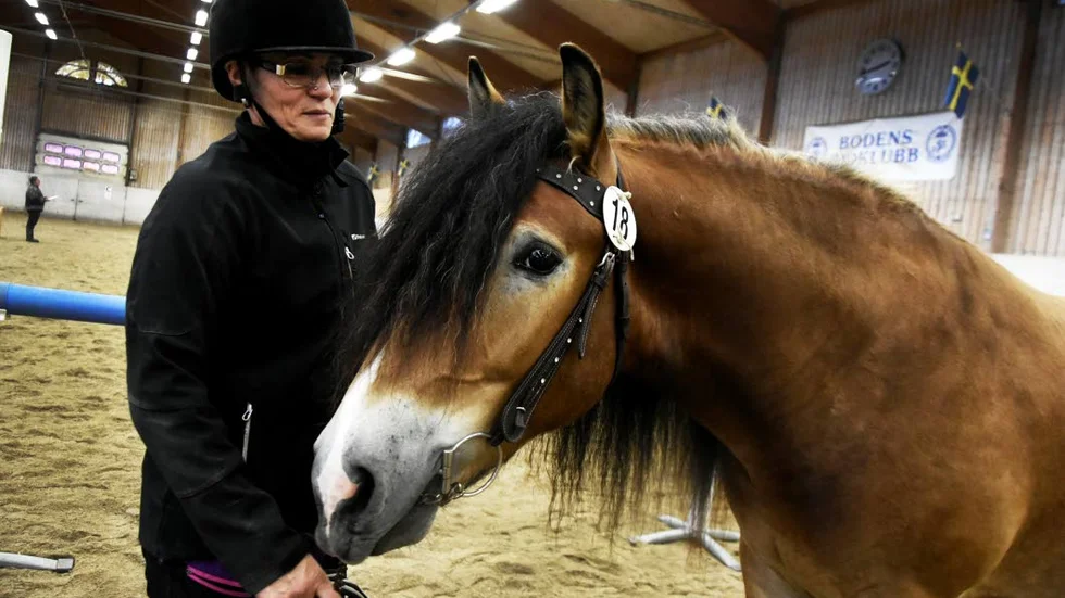 UTÖVER DET VANLIGA. Hilding är, enligt alla regler, en väldigt vacker häst. "Jag är mycket nöjd", säger Eva-Lena Grubbström om de höga poängen.