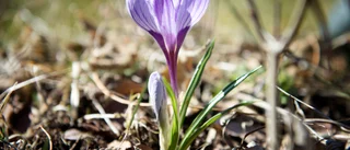 Nya siffrorna: En ovanligt varm april-månad i Luleå