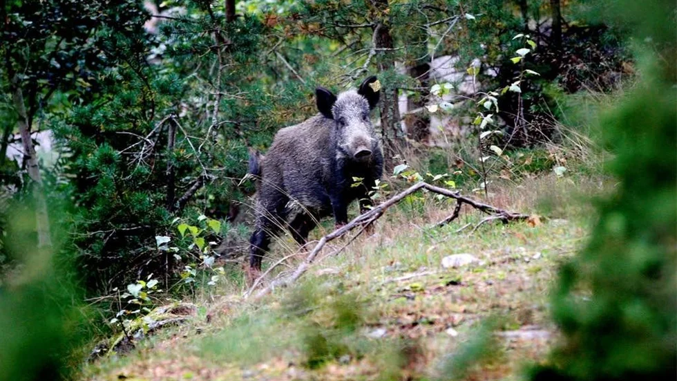 Det blir samjakt av vildsvin i södra delarna av Västeriviks kommun. Jägarna och lantbrukan har enats om att minska på överutfodringen, vilken har gynnat tillväxten.