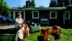 Hundarna trivs. Eva Melanders sju cocker spaniel-hundar gillar livet på landet och kan röra sig fritt i den inhägnade trädgården. Foto: Elin Lundholm