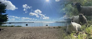 Nu går får och mumsar vid Örstigsnäsbadet