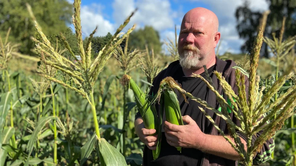 På Sörkärrs lantbruk i Stigtomta, odlar bonden Mårten Andersson majs.