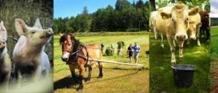 Inget mer till djurskydd