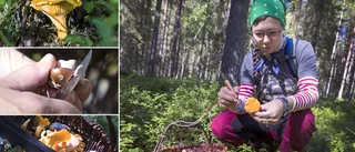Svampexpertens bästa kantarelltips: ✓ Ha svampboken med ✓ Sök i mossa och blåbärsris 