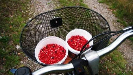Det finns en hel del lingon i skogarna nu, och särskilt i södersluttningar, där de mognar först. Ett par liter lingon blev det i lördags.