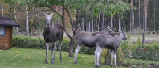 Älgkontakt i Piperskärr