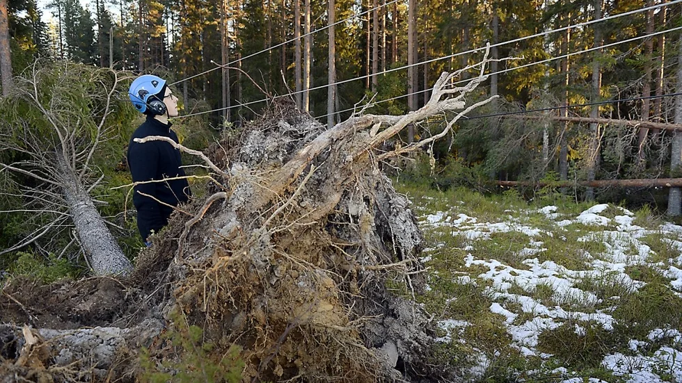 Skadeersättningen efter stormen Hilde kommer att hamna på cirka tio procent av årskostnaden för Länsförsäkringar. Arkivbild: Ulf Johansson