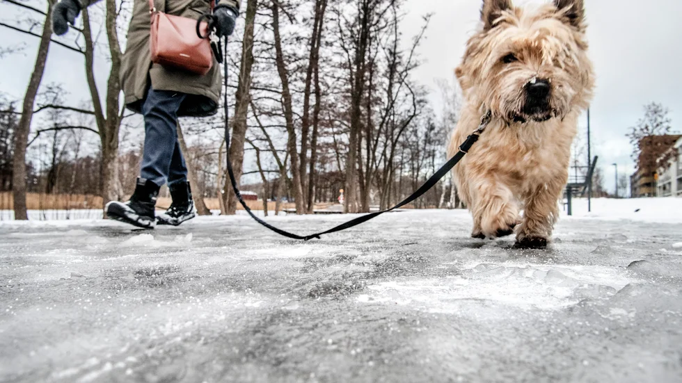 En person som var ute med sin hund hittade bullar med rakblad. Arkivbild.