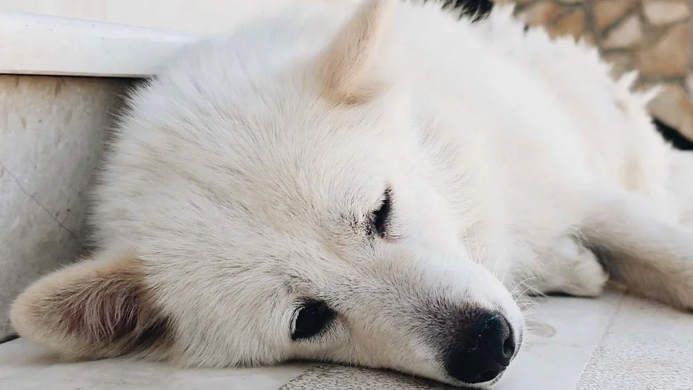 Just nu hänger Denas liv på att länsstyrelsen omprövar sitt beslut. OBS: Genrebild. Hunden på bilden har inget med artikeln att göra.