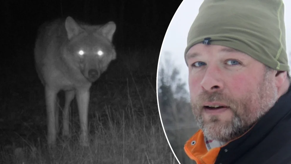 Staffan Claesson på Länsstyrelsen i Sörmland samt en bild från Länsstyrelsens rovdjurskameror i Sörmland.