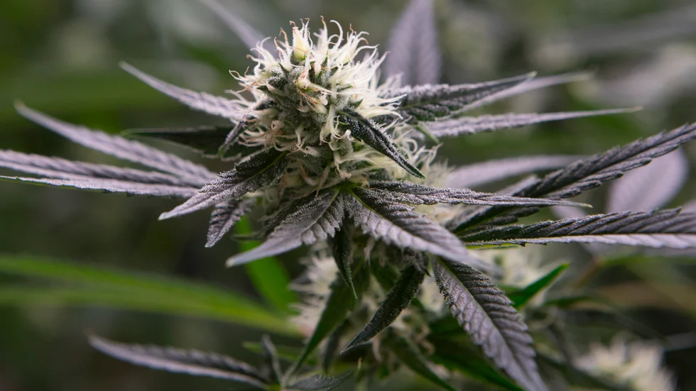 Innehav av cannabis är ett brott mot narkotikastrafflagen.