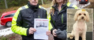 Försvunnen hund sågs under natten – letandet fortsätter: "Nu har vi fått upp hoppet"