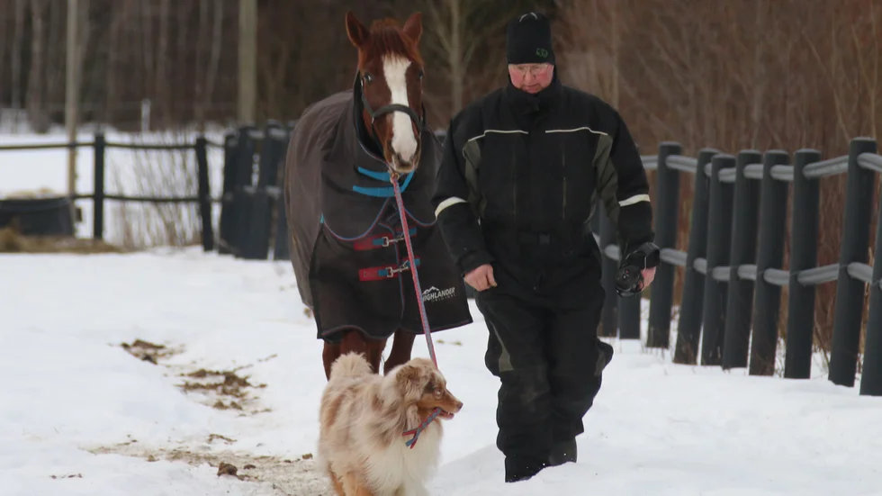 Hästen Harlem Dupuisvert har byggt ett staket med fem raka ettor i resultatraden. Tränaren Roger Nilsson och arbetsvillige hjälpredan - hunden Tintin - siktar på halvdussinet fullt inför V64-4 på Bodentravet, torsdag kväll