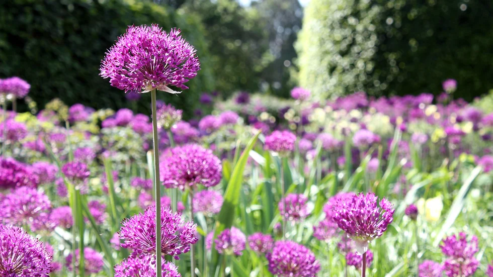 Drömparken i Enköping.
