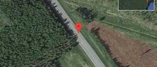 Rådjur på vägen på E4