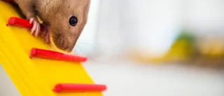 Vårt uppdrag är inte att gömma råttan
