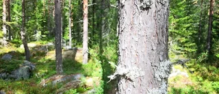 En fjärdedel av ungskogen är i dåligt skick: "Alarmerande siffror" 