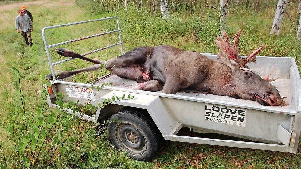 Älgjakten börjar om några dagar. Stammen har minskat sedan i fjol. Foto: Lars Eriksson .