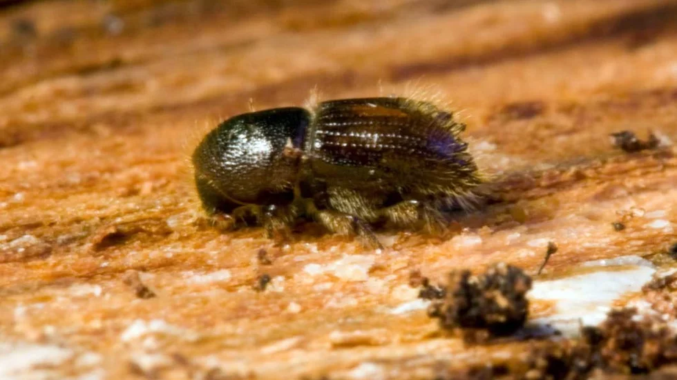 Det svala vårvädret har gjort att granbarkborren inte svärmat vilket är positivt. Men de flesta av länets naturreservat är angripna i varierande grad.