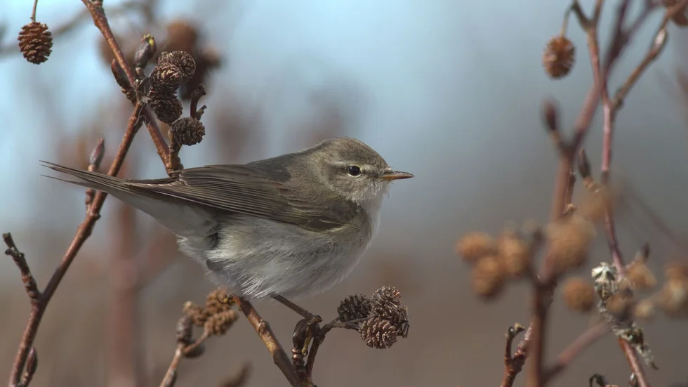 Den lilla lövsångaren, Sveriges vanligaste fågel, är en extrem långflyttare. De fåglar som finns i nordöstra Ryssland flyttar hela vägen till Östafrika. En sträcka på 1 300 mil, enkel väg.