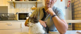 Kattkolonier med förvildade katter kring Enköping