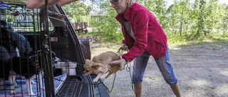 I Åsele får hundarna sin egen parkering