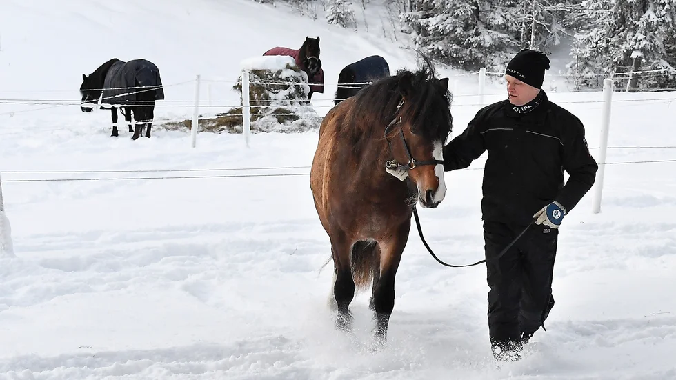 Nyförvärvet. Jerker Bjurman hämtar Röyns Kristine i hagen. En nybliven tvååring som han nyligen köpt från Norge. Foto: Jeanette Lövgren.