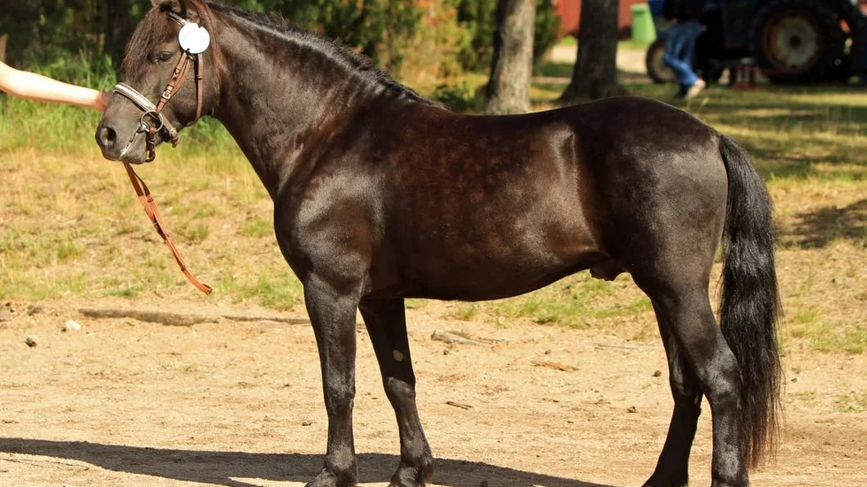 Årets hingst på Lojsta hed, Qvitt.