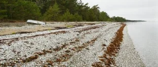 Stort intresse för stranden