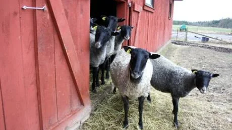 POPULÄRA. Det är brist på lammkött i Sverige och det gotländska köttet är väldigt eftertraktat.