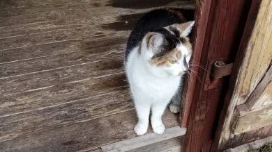 Katten Chelsea i sin tillfälliga bostad i Tingstäde.