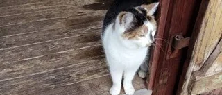 Katten Chelsea tog sig från Farsta till Tingstäde