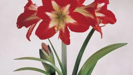 Amaryllis hippeastrum. Naughty lady eller Voodoo som den också kallas.